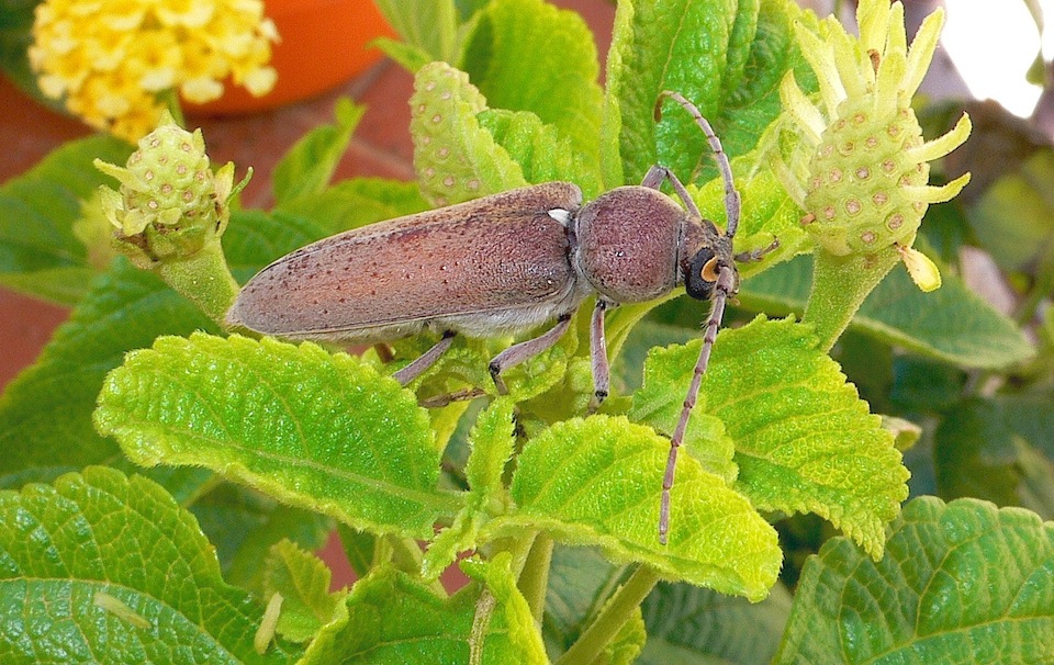 Hesperophanes sericeus  (Cerambycidae)